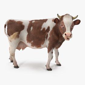 3D Cow with Fur Rigged